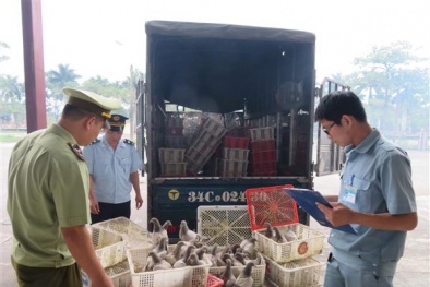 Quảng Ninh: Bắt giữ hơn 1000 hộp kem ủ dưỡng tóc nhập lậu