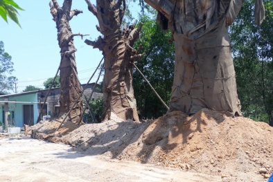 3 cây đa ‘quái thú’ được trồng tạm ở Huế, chính quyền địa phương lên tiếng  