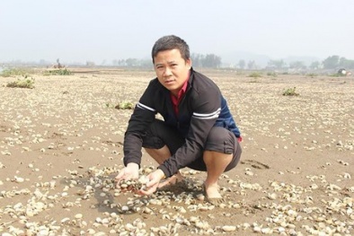 Tìm ra nguyên nhân khiến hàng trăm tấn ngao chết ở Thanh Hóa