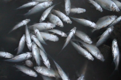 Quảng Ngãi: Cá chết bất thường trắng sông, chính quyền kiểm tra ngay trong ngày nghỉ lễ 30/4