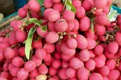 Vải rừng 'đỏ au': Món lạ dầm muối ớt lên cơn sốt quà vặt