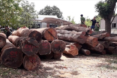 Vụ buôn gỗ lậu ở Đắk Nông: Bắt khẩn cấp đàn em thân tín của Phượng 'râu'