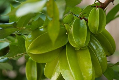 Bệnh nhân suy thận nếu ăn khế có thể gây ngộ độc dẫn đến tử vong