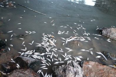 Vụ cá chết trắng sông ở Quãng Ngãi: Nghi do xả thải gây ô nhiễm nước