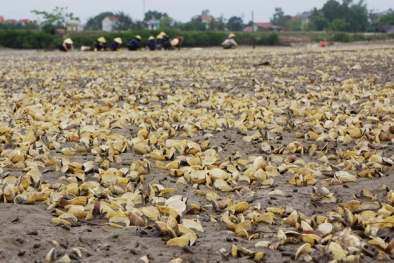 Hiện tượng tảo nở hoa là gì mà khiến gần 100 tấn ngao chết trắng ở Thanh Hóa?