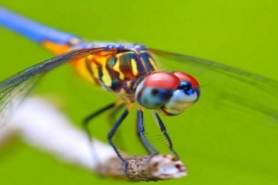 Chuồn chuồn sẽ to khủng khiếp một khi Trái Đất xuất hiện khí này nhiều hơn