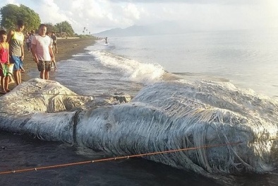 Kinh hoàng xác 'quái vật' khổng lồ mình đầy lông dạt vào bãi biển Philippines