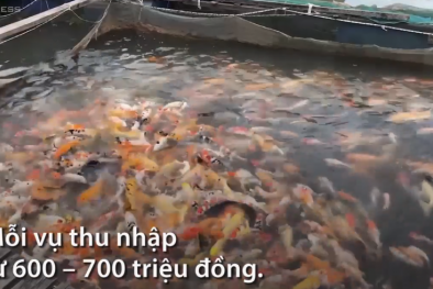 Nuôi 4.000 cá chép Nhật giữa sông Hậu để khách tham quan