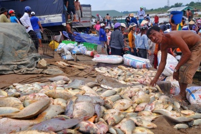 Hơn 1.500 tấn cá chết trên sông La Ngà: Hé lộ nguyên nhân ban đầu