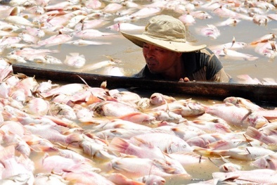 Cá chết trên sông La Ngà: Vì sao nguồn nước nhiễm độc vượt ngưỡng nhiều lần?
