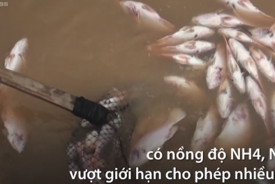 Khí độc trong nước khiến 1.500 tấn cá chết ở sông La Ngà