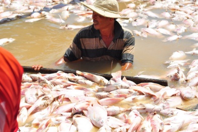 Cá chết trên sông La Ngà: 2 công ty trong diện tình nghi không có dấu hiệu xả thải