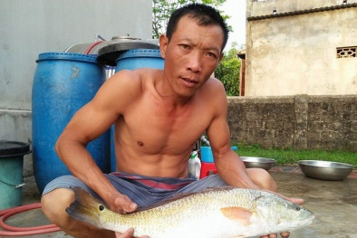 Quảng Bình: Ngư dân bắt được cá 'lạ' vảy vàng óng 3,5kg nghi cá sủ vàng quý hiếm