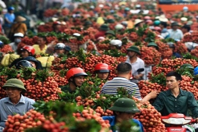 Thông tin vải thiều 6.000 đồng/kg, nông dân phá bỏ: PGĐ Sở NN & PTNT Bắc Giang lên tiếng