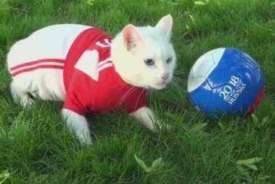 Chú mèo khiếm thính là 'nhà tiên tri' ở World Cup 2018