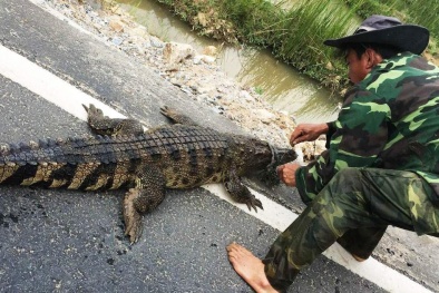 Hoảng hồn cá sấu sổng chuồng bơi giữa mương nước ở Quảng Nam