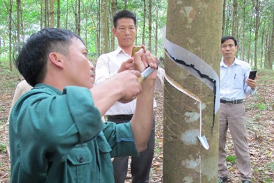 Công ty Cao su Ðiện Biên nâng cao năng suất, chất lượng khai thác sản phẩm