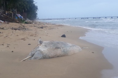 Phú Quốc: Người dân chôn cất xác cá heo nặng 150kg trôi dạt vào bờ biển