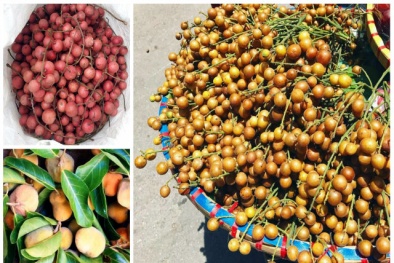 Những loại quả rẻ như cho ở nhà quê nhưng đắt đỏ ngang trái cây nhập khẩu tại Hà Nội