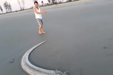 Con cá có hình thù kỳ dị dài 3 mét chết dạt vào bờ biển Hà Tĩnh