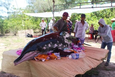 Quảng Nam: Người dân tổ chức an táng cho cá voi ‘khủng’ nặng hơn 200 kg chết dạt bờ biển