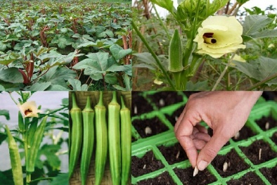 Kỹ thuật trồng cây đậu bắp đơn giản năng suất vượt trội 