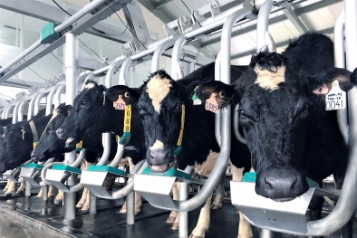 Vinamilk tiên phong sản xuất sữa A2 tại Việt Nam