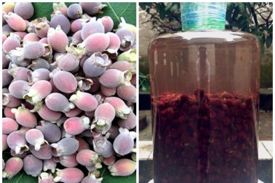 Cánh mày râu Việt rộ mốt săn lùng sim rừng để ngâm rượu