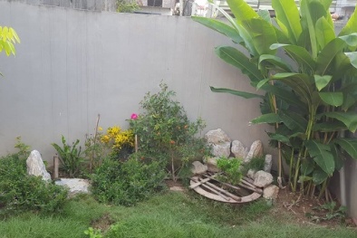 Kỹ thuật trồng cỏ nhung Nhật tạo không gian xanh mát cho ngôi nhà của bạn