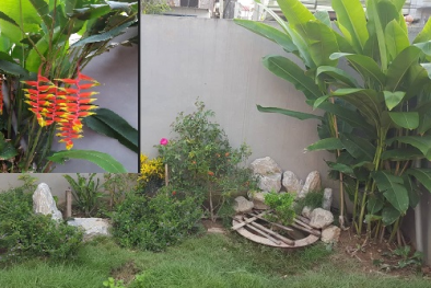Kỹ thuật trồng cây hoa chuối tràng pháo cho góc vườn đẹp rực rỡ, ấn tượng
