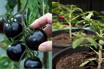 Kỹ thuật trồng cây cà chua đen năng suất vượt trội