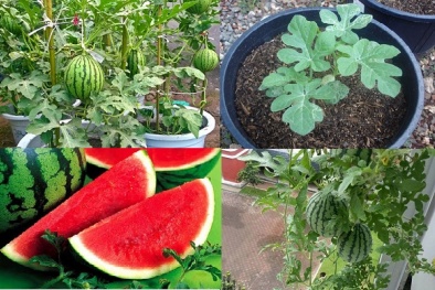 Kỹ thuật trồng cây dưa hấu trong chậu tại nhà cực dễ dàng 