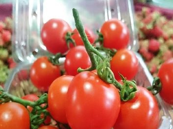 Trái mùa, cà chua bi đắt gấp ba ngày thường tại Hà Nội