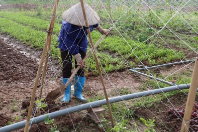 Tăng chi phí, giảm chất lượng sản phẩm nông nghiệp do đâu?