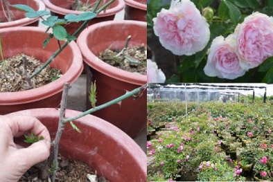 Kỹ thuật trồng cây hoa hồng rễ trần cho ngôi nhà rực rỡ sắc hương 