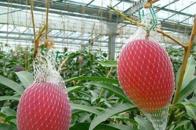 Giới nhà giàu Việt lại ‘sốt xình xịch’ với xoài đỏ Nhật Bản giá 2,5 triệu/quả