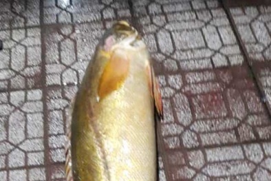 Cá đường quý hiếm xuất hiện tại Cà Mau, nặng hơn 30kg