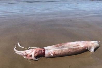 Mỹ: Choáng với mực khổng lồ, nặng hơn 40kg chết dạt bờ biển