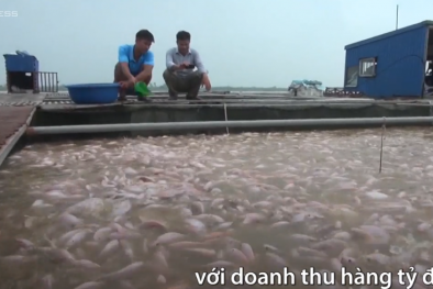 Nuôi cá cảnh bên sông Hồng đem lại doanh thu 2 tỷ một năm