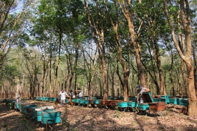 Đắk Lắk: Áp dụng nhiều giải pháp nâng cao năng suất chất lượng mật ong