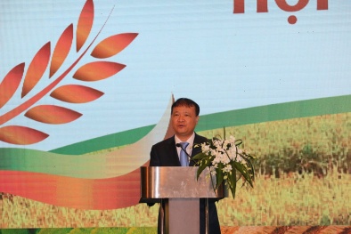 Gạo Việt Nam xuất khẩu đã tiếp cận được những tiêu chuẩn khắt khe trên thế giới