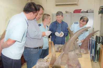 Từ kiện hàng nghi vấn lộ lô 34kg sừng tê giác vận chuyển trái phép vào Việt Nam