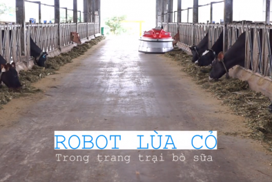 Robot lùa cỏ tự động trong trang trại bò sữa Việt Nam
