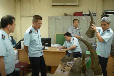 Hải quan Nội Bài bắt hơn 50 kg nghi sừng tê giác