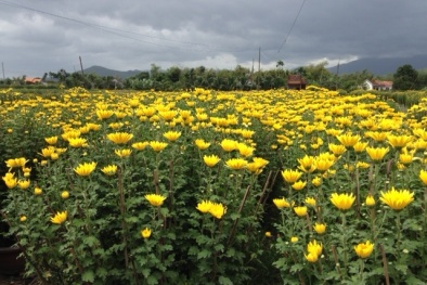 Khánh Hòa: Thương mại hóa sản phẩm hoa cúc Ninh Giang