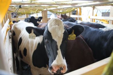 200 cô bò sữa hữu cơ ‘cưỡi’ máy bay từ Úc về Việt Nam