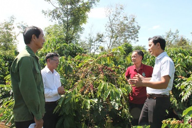 Đắk Lắk áp dụng nhiều giải pháp nhằm phát triển cà phê bền vững