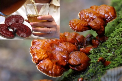 Bỏ 'cục tiền' ra mua nấm linh chi nhưng dùng kiểu này thì ‘tiền mất tật mang’ 