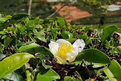 Nông dân Lâm Đồng chặt bỏ chè