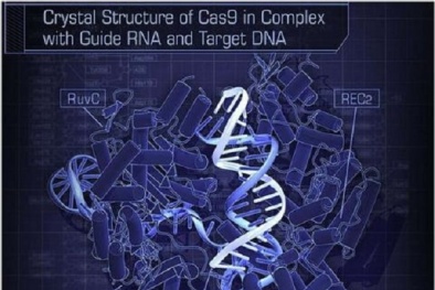 Nhà khoa học tạo ra cặp song sinh biến đổi gen đầu tiên trên thế giới